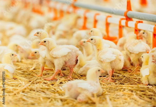Canvas Print Indoors chicken farm, chicken feeding