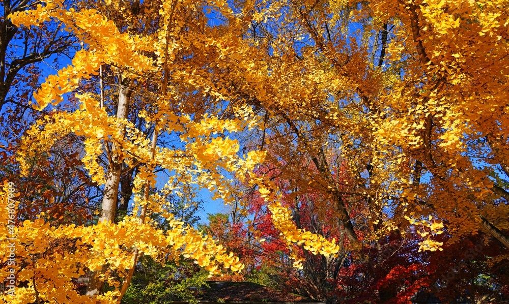 Yellow fan-shaped leaves of the ginkgo biloba tree in autumn Yellow fan-shaped leaves of the ginkgo biloba tree in autumn