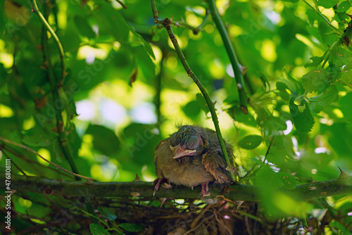 A fledgling Northern Cardinal chick bird standing by the nest