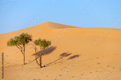 Two lonely trees in the desert in the UAE hidden in the sand dunes