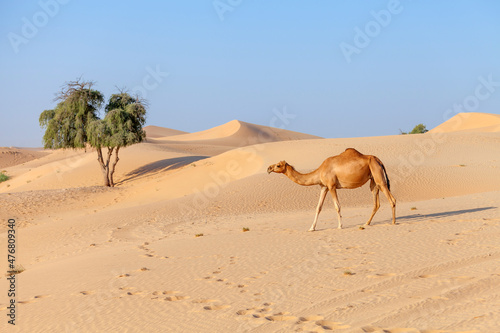 Middle eastern camel walking in a desert in United Arab Emirates