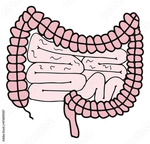 Simple gastrointestinal illustration of bowel internal system filled with parasites or bacteria. Healthy gut concept. Human body parts in vector. For probiotics or gastroenterologist field.