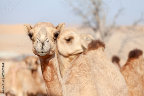 Closeup portrait of the middle eastern camels in a desert in United Arab Emirates © Freelancer
