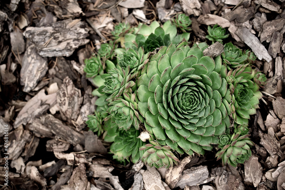 Plant grows among the bark of pine and larch. Top view. Bark of pine and larch of different fractions lies on surface.
