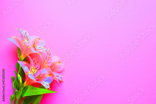 Beautiful flowers of alstroemeria. Neon colors. Pink flowers and green leaves on a pink background. Peruvian lily. Top view with space for text.