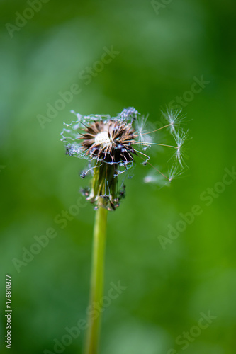 Dandelion head blown by the wind