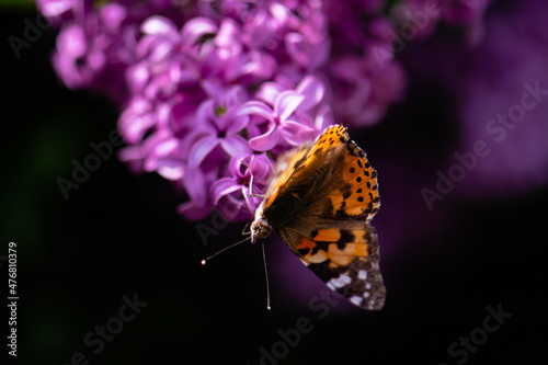 Butterfly sitting on a lilac flower