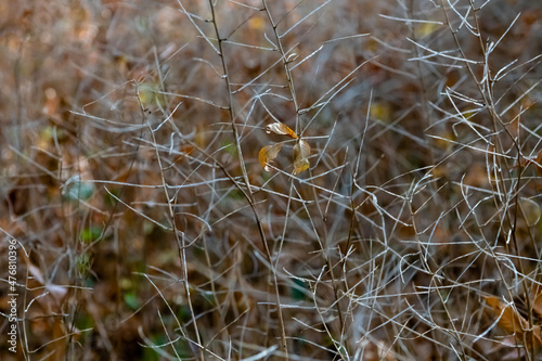 Thin autumn branches without foliage