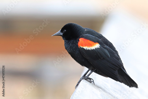 Closeup of a Red Winged Blackbird on a boardwalk rail