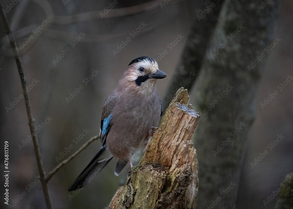 Fototapeta premium bird on a branch