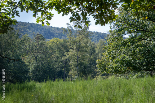 Landscape of green forest scene in Wildpark in Kaiserslautern Germany
