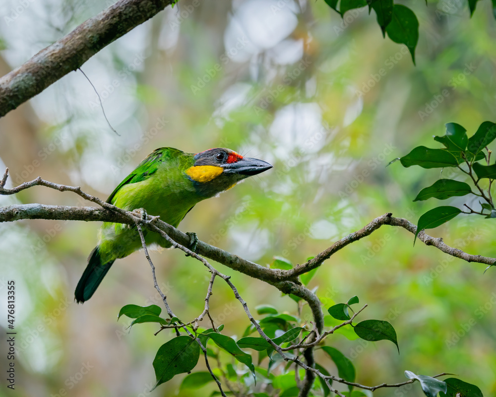 Gold-whiskered Barbet perching eye level on tree branch Gold-whiskered Barbet perching eye level on tree branch