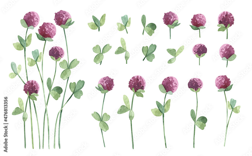Watercolor botanical wild flower pink Clover big set. Hand drawn natural element isolated on white. For birthday, wedding card, invitation, greeting, mother day. Design logo