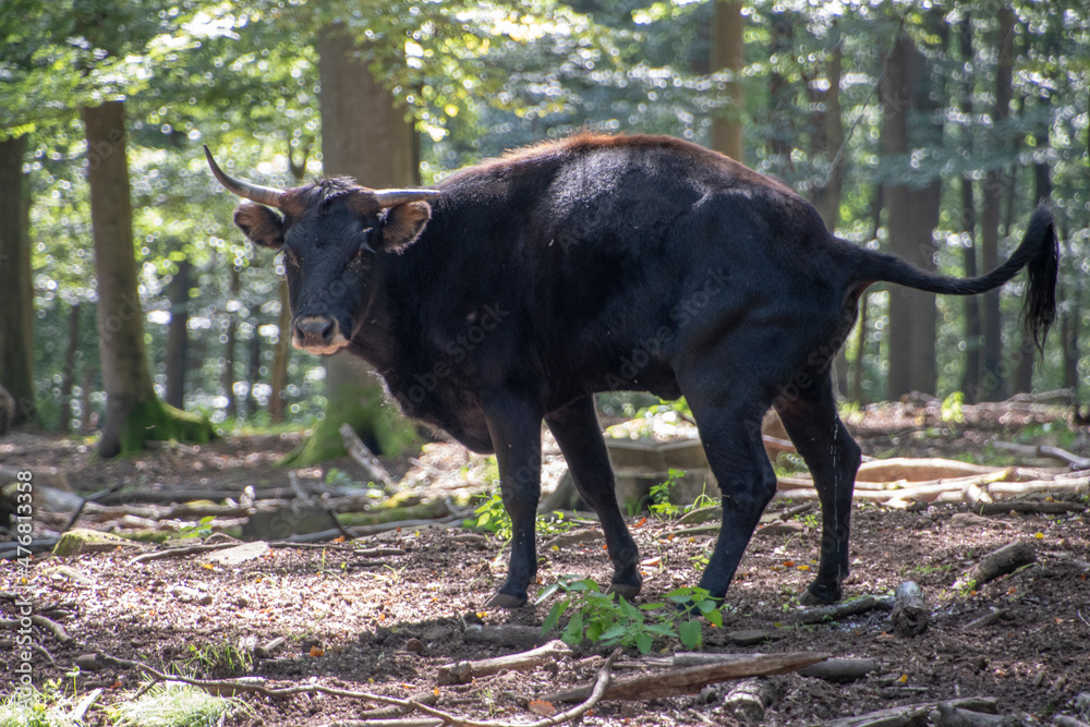 Landscape of black bull in Wildpark in Kaiserslautern Germany Landscape of black bull in Wildpark in Kaiserslautern Germany