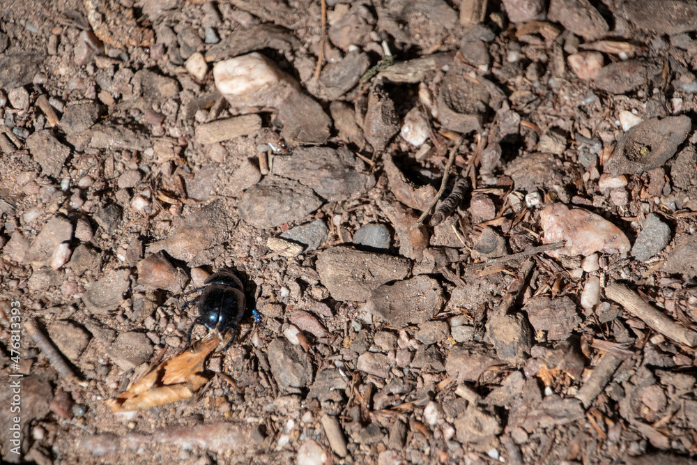 Landscape of Anoplotrupes stercorosus beetle in Wildpark in Kaiserslautern Germany Landscape of Anoplotrupes stercorosus beetle in Wildpark in Kaiserslautern Germany