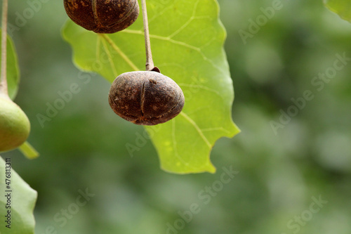 Close-up view of the wild fruits.