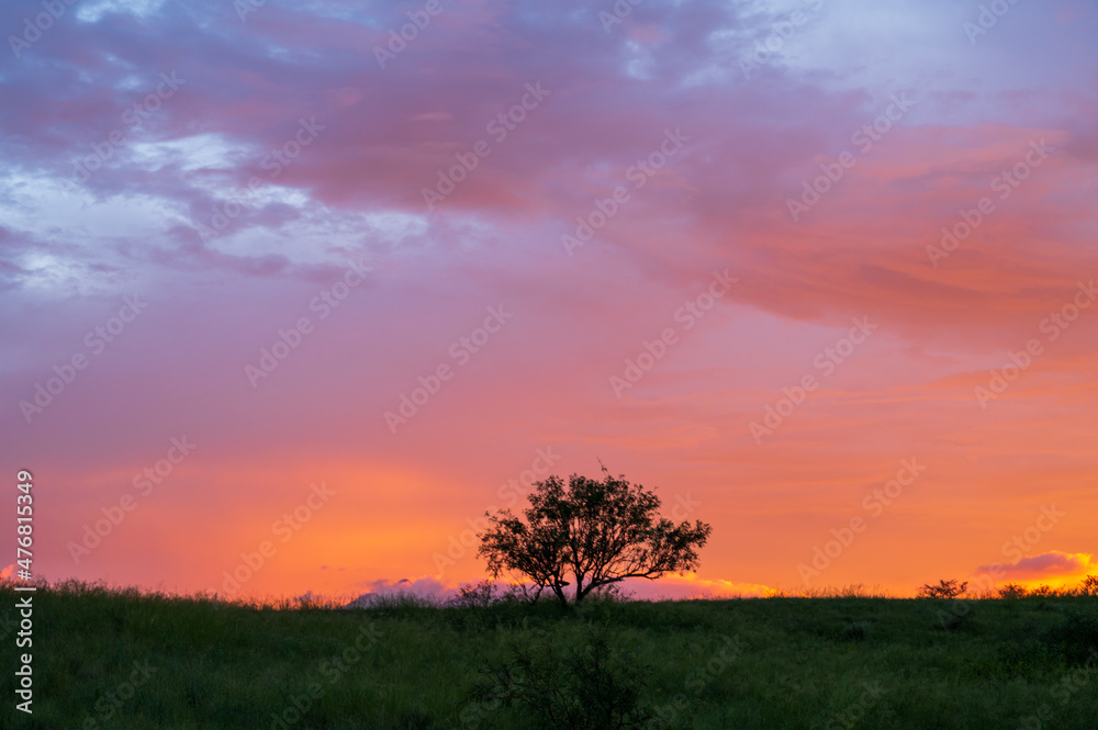 Silhouette of small tree on pasture under vibrant sunset sky.