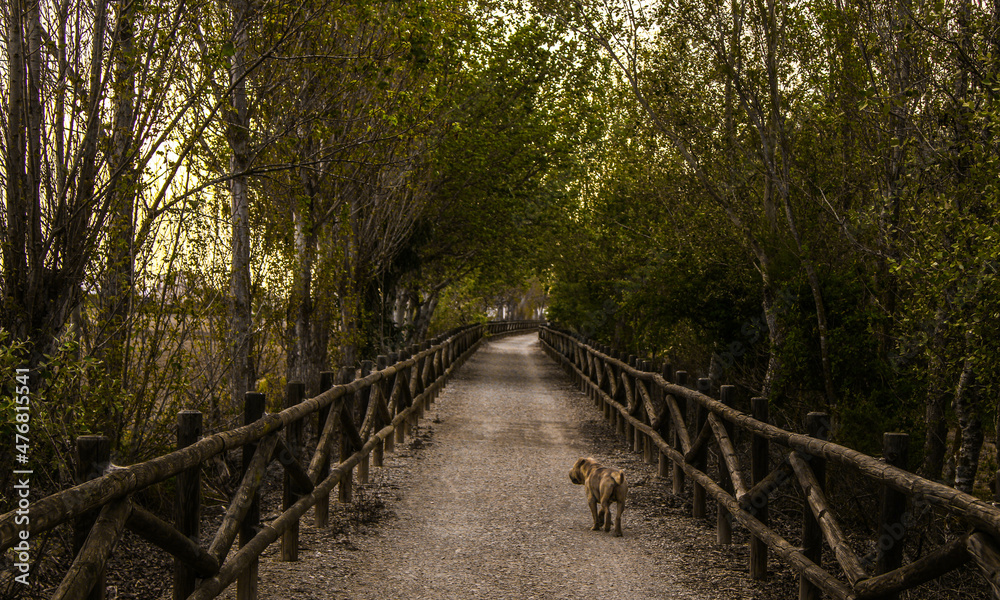 Perro libre por un camino verde con árboles