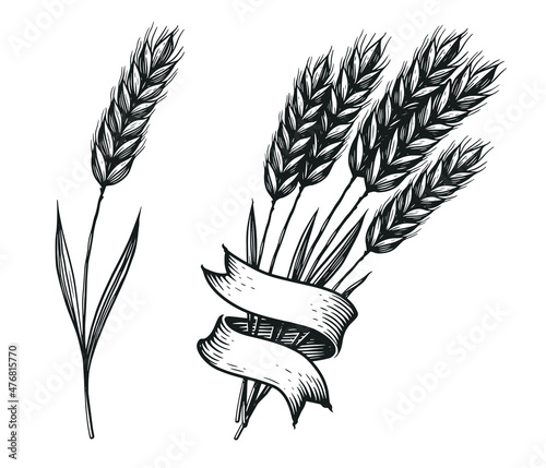 Vector illustration hand drawn wheat ears. Engraving sketch grain bread vintage