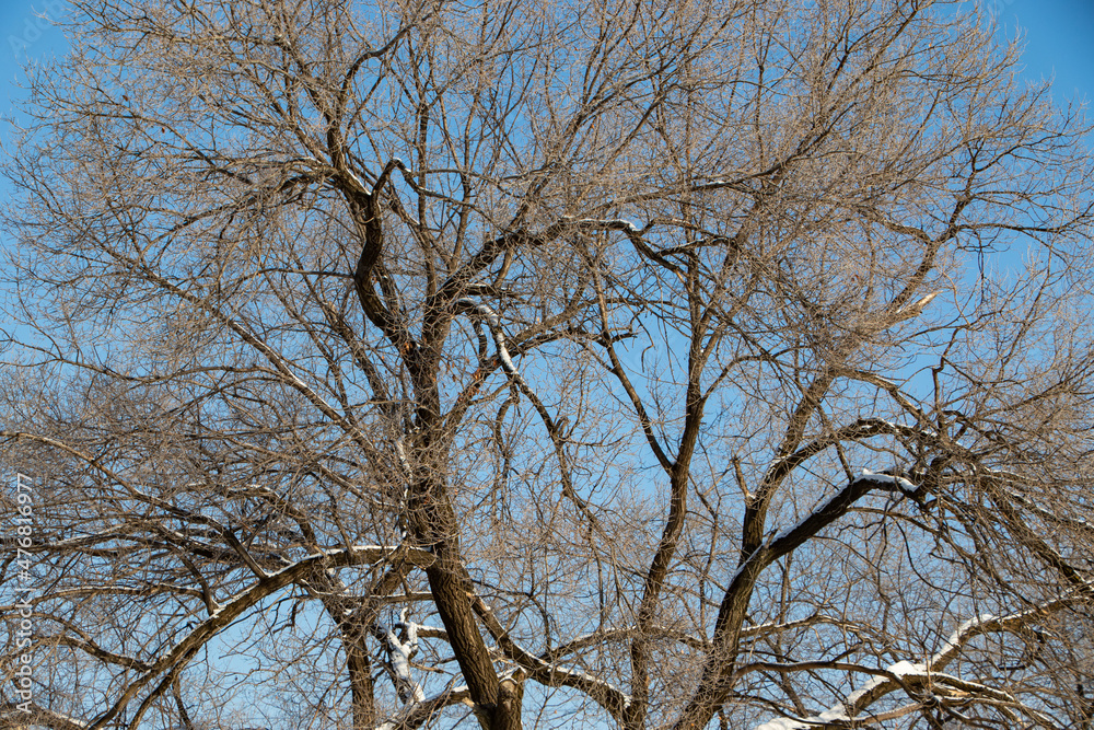 Bare tree branches on a blue sky background Bare tree branches on a blue sky background