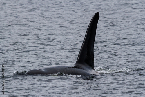 Bull Orca (Killer Whale) near Tofino B.C.