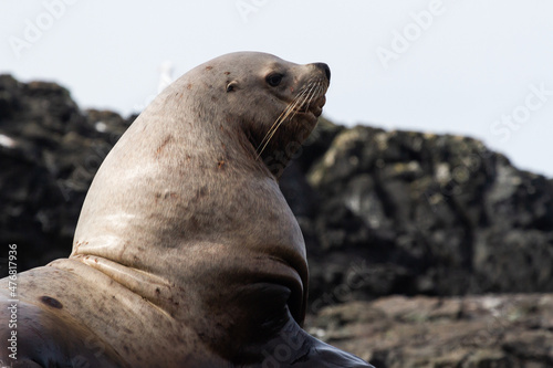 Steller Sea Lion bull  in Clayoquot Sound near Tofino  B.C. Canada.