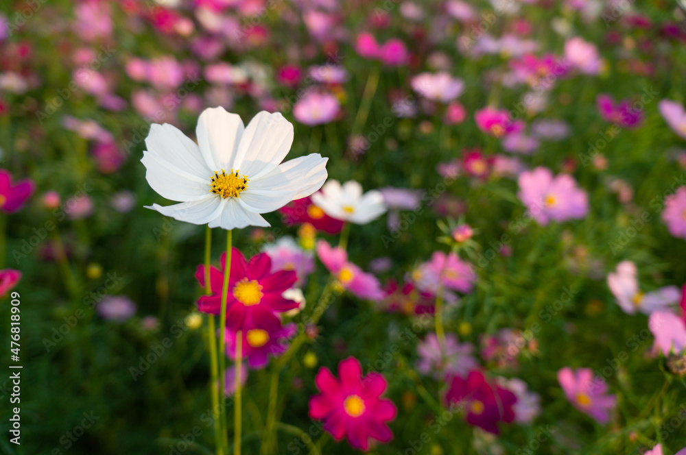 Cosmos flower in garden Cosmos flower in garden