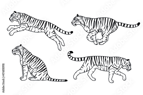 Vector set of hand drawn flat outline tigers isolated on white background