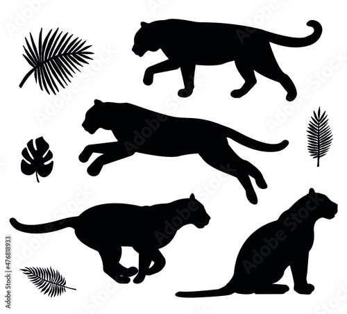 Fotografie, Obraz Vector set of tiger silhouette isolated on white background