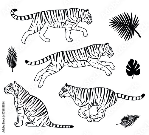 Vector set of flat outline tigers and palm leaves isolated on white background 