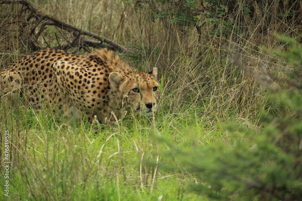 Cheetah in Namibia crouching down in grass and shrubs Cheetah in Namibia crouching down in grass and shrubs