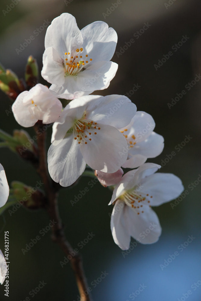 サクラの花のクローズアップ