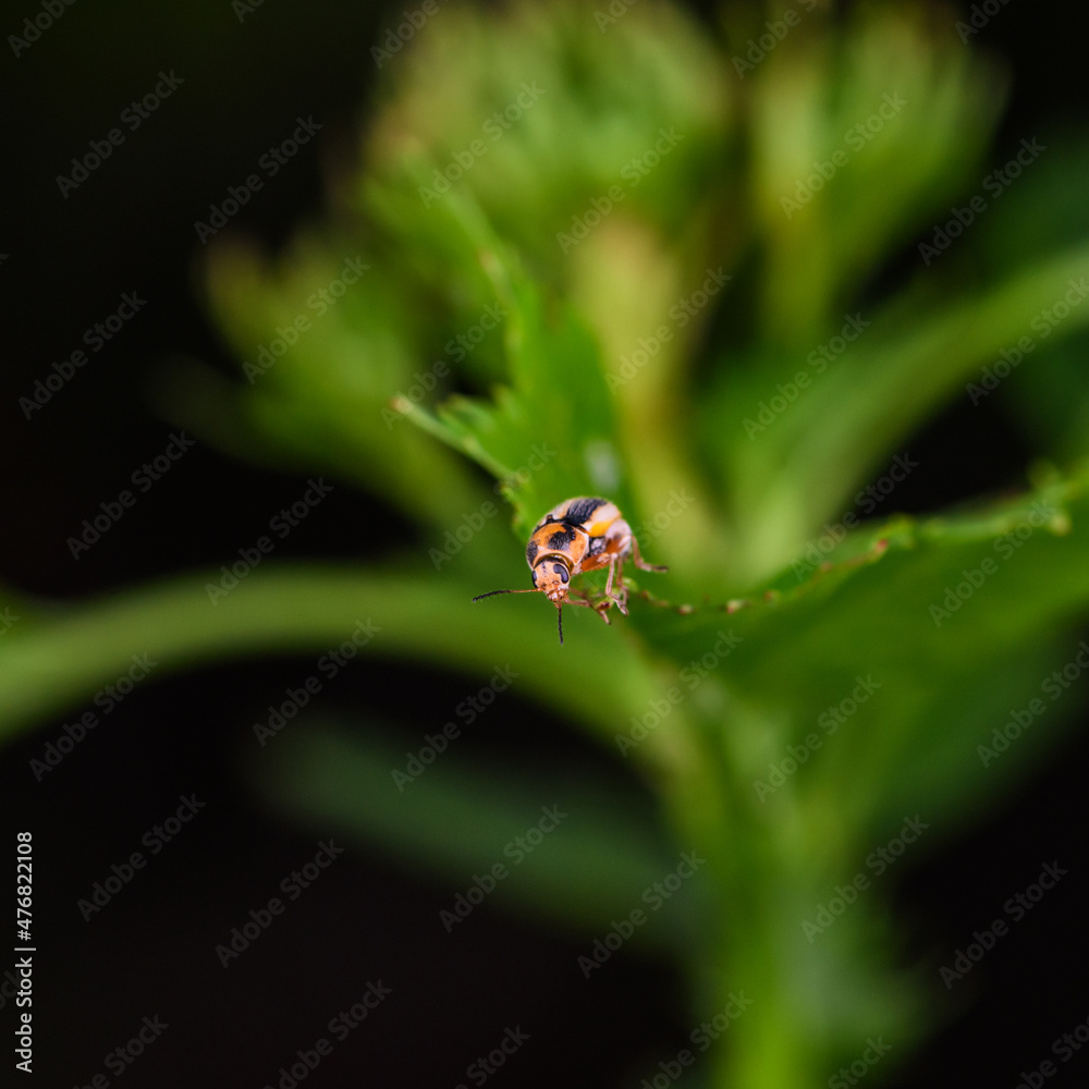 An insect that lives on wild plants -- a leaf beetle An insect that lives on wild plants -- a leaf beetle