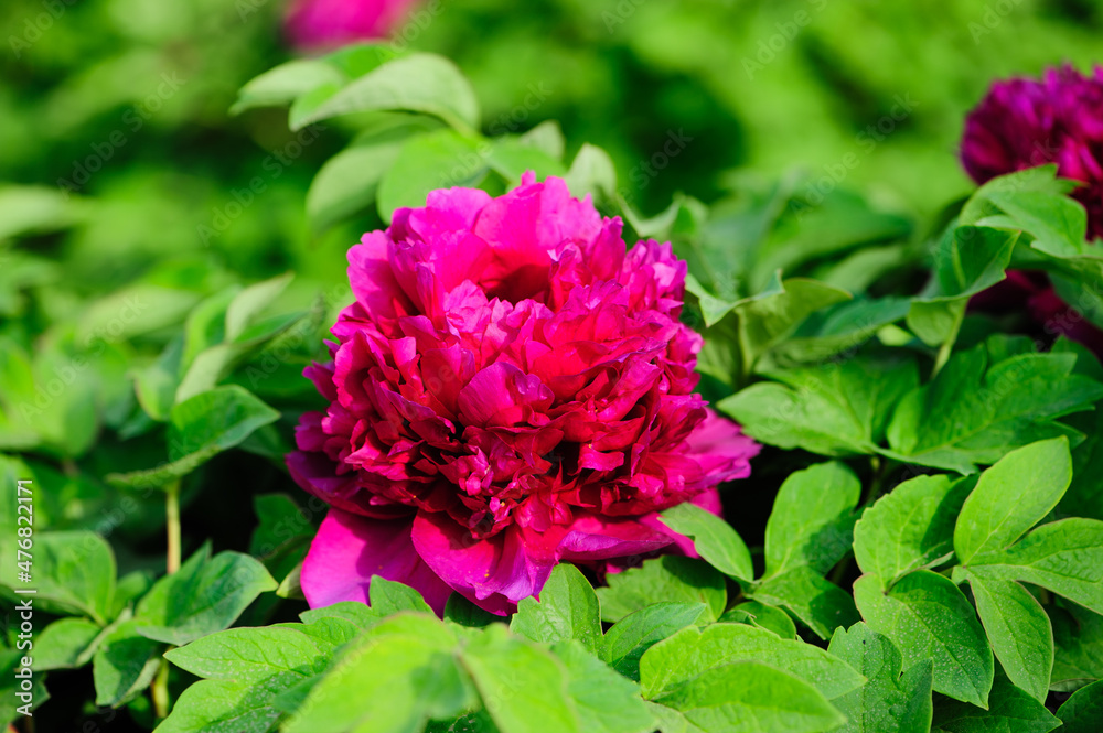 Peony in full bloom in the city park