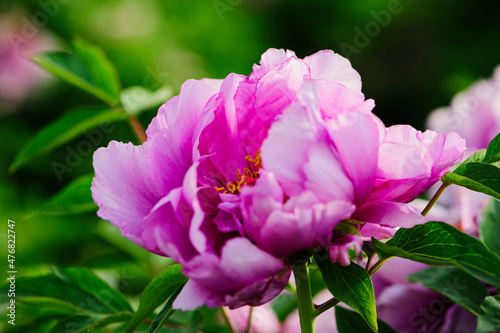 Peony in full bloom in the city park