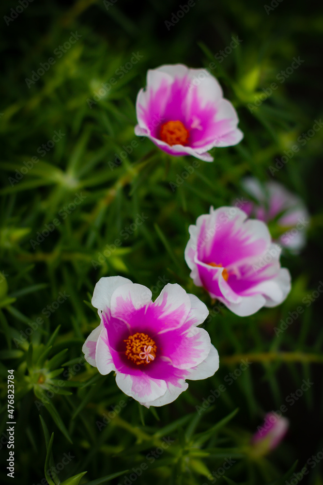 Fototapeta premium 庭に咲く松葉牡丹