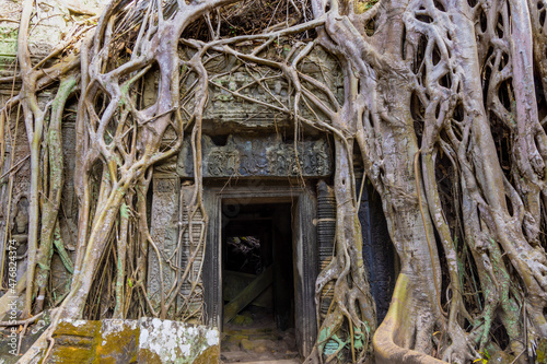 Ruins of Ta Prohm temple in Angkor complex, overgrown by trees, Cambodia photo