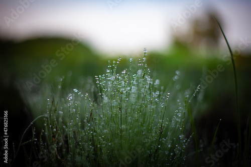 濡れた朝の草