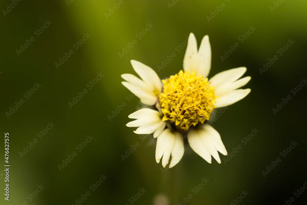 Fototapeta premium Selective focus and close up image of small flower