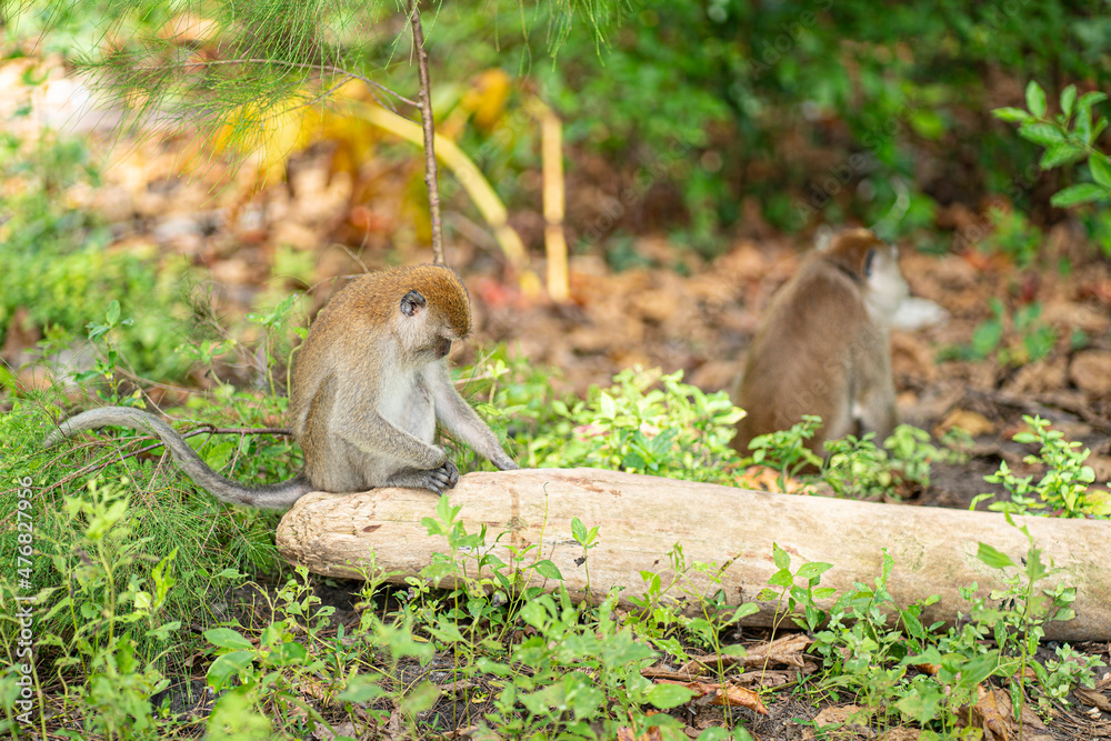 Fototapeta premium A monkey sitting on a fallen log with its head down. Selective focus points