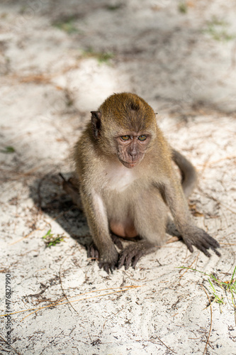 A small monkey playing alone on the sand. Selective focus points