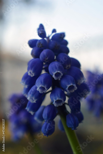紫色の花　ムスカリ