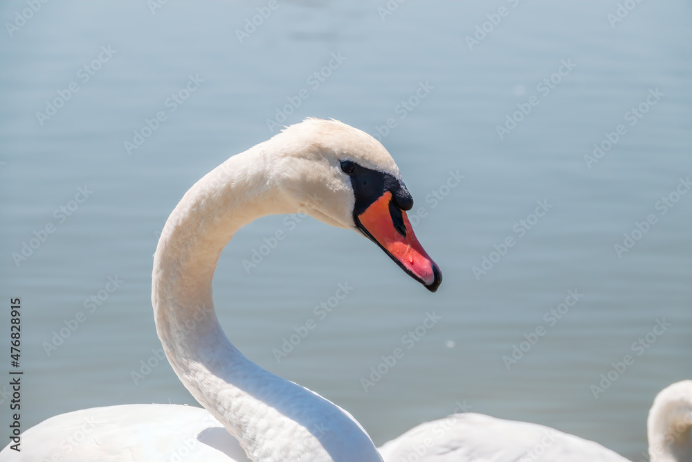 Portrait of a graceful white swan with long neck on blue water background. Portrait of a graceful white swan with long neck on blue water background.