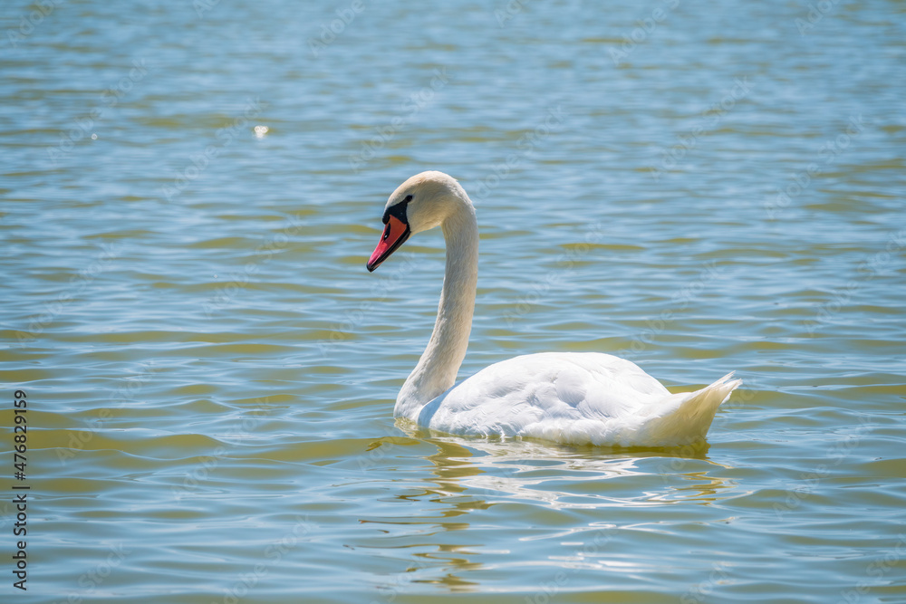 Graceful white Swan swimming in the lake, swans in the wild. Portrait of a white swan swimming on a lake. Graceful white Swan swimming in the lake, swans in the wild. Portrait of a white swan swimming on a lake.