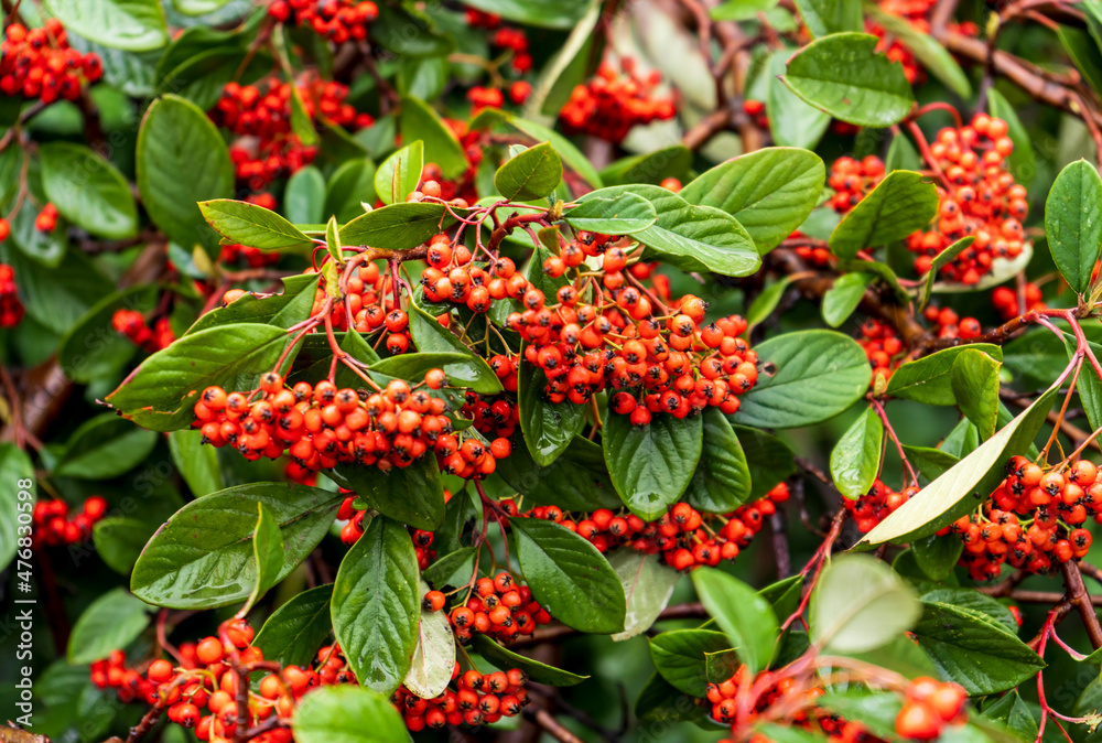 Silver Buffaloberry red berries in closeup. Red berry slightly dried on the bush in the garden. Psychedelic. Silver buffaloberry, Shepherdia argentea. Cowberry berries surrounded by bushes Silver Buffaloberry red berries in closeup. Red berry slightly dried on the bush in the garden. Psychedelic. Silver buffaloberry, Shepherdia argentea. Cowberry berries surrounded by bushes
