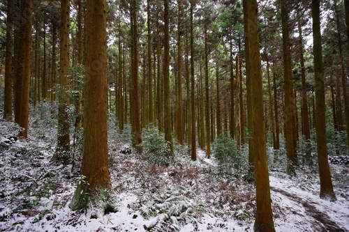 a lonely snowy path in winter forest