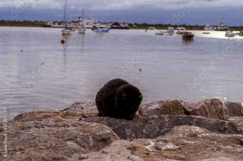 cute kitten cat relaxing on the seasdie photo