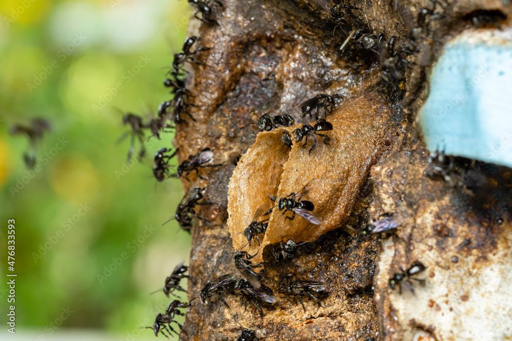 Stingless bees or trigona meliponini hive industry. A colony of stingless bees on beehive. Stock