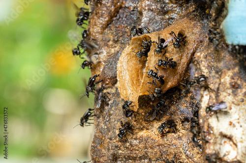 Stingless bees or trigona meliponini hive industry. A colony of stingless bees on beehive. photo
