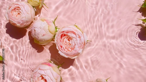 Pink rose flowers on water surface and of waves on pink background. Sun and shadows. Pure pink water with reflections sunlight and shadows in slow motion. Valentines day texture. High quality 4k 